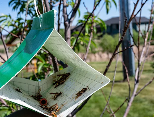 Do Moth Traps Work - Environ Pest Control