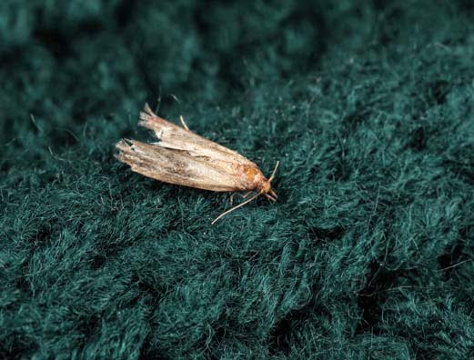 How to Protect Yourself and Your Pets During Moth Treatment