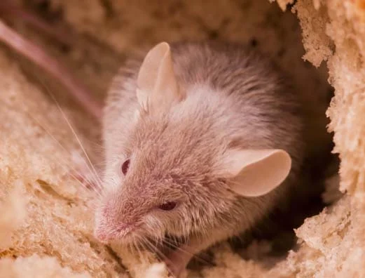 https://www.environpestcontrol.co.uk/wp-content/uploads/2022/04/mouse-home.jpg.webp