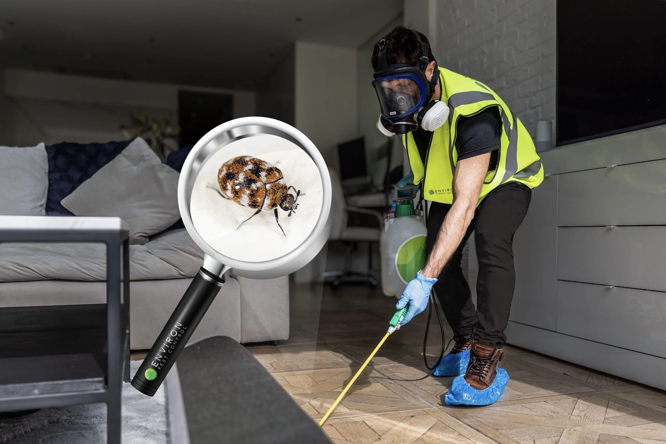 Carpet beetle control London UK